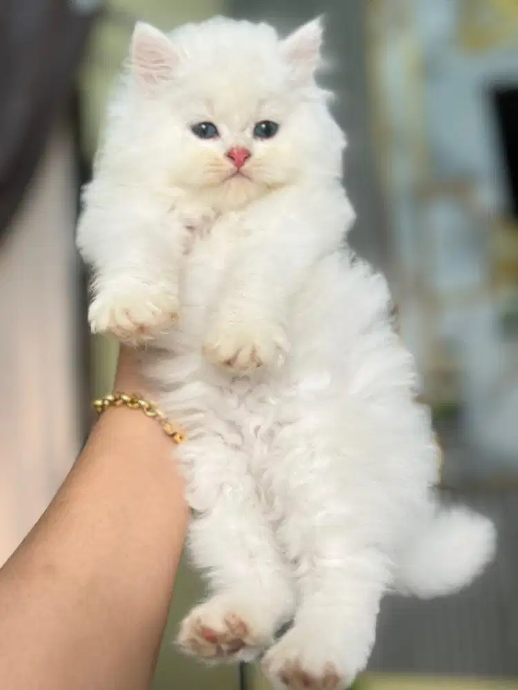 Persia longhair bigbon super jos