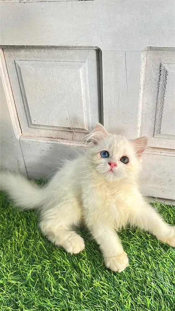Persia longhair odd eye