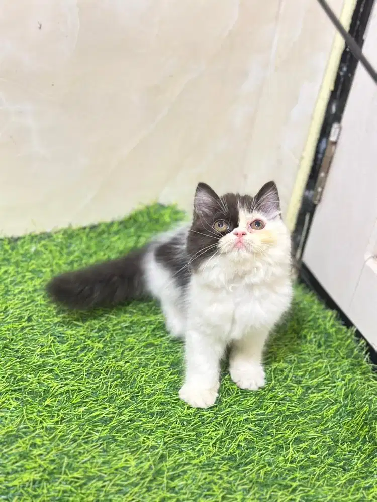 Persia longhair flatnose berkualitass