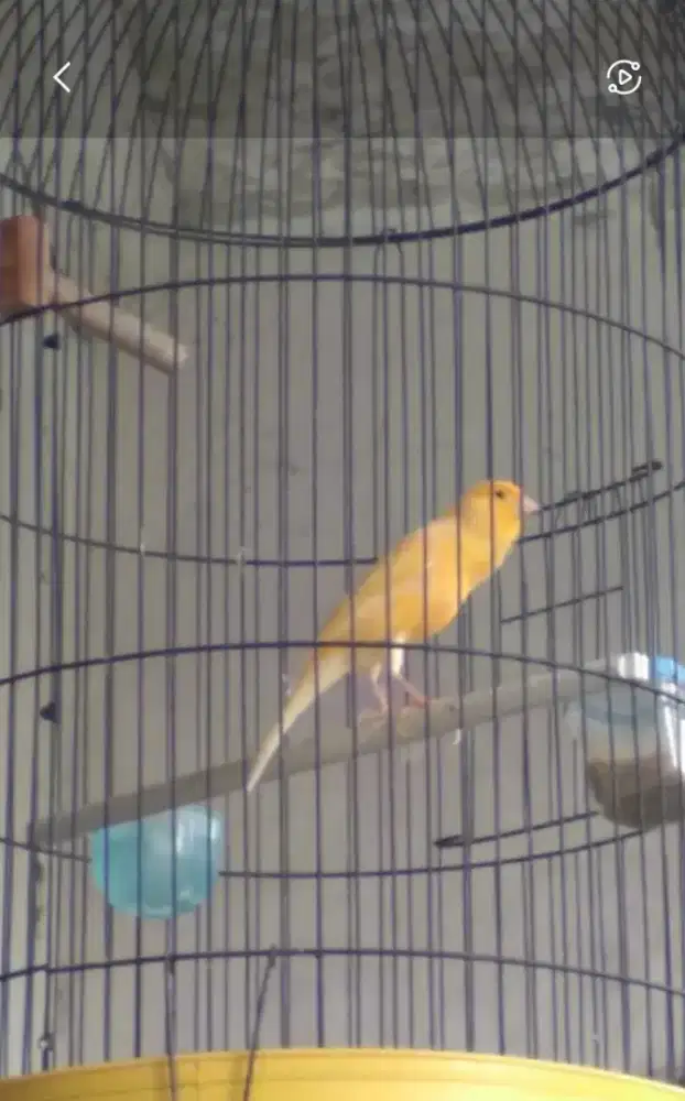 Burung Kenari gacor