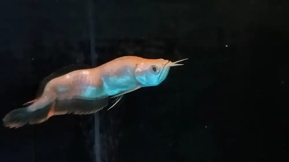 Arwana unik Silver albino king arowana silver albino mata merah