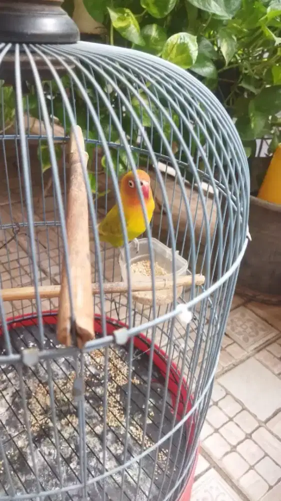 Burung love bird kenari kacer