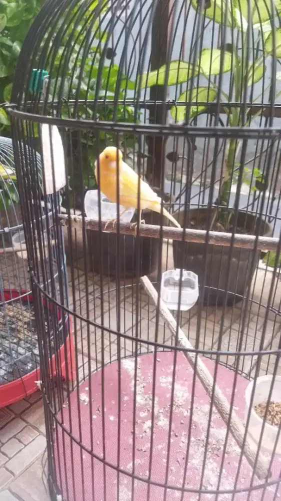 Burung kenari dan kacer