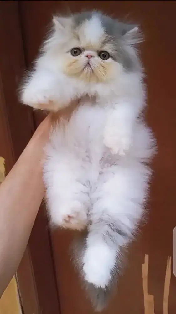 Kucing Persia Peaknose
