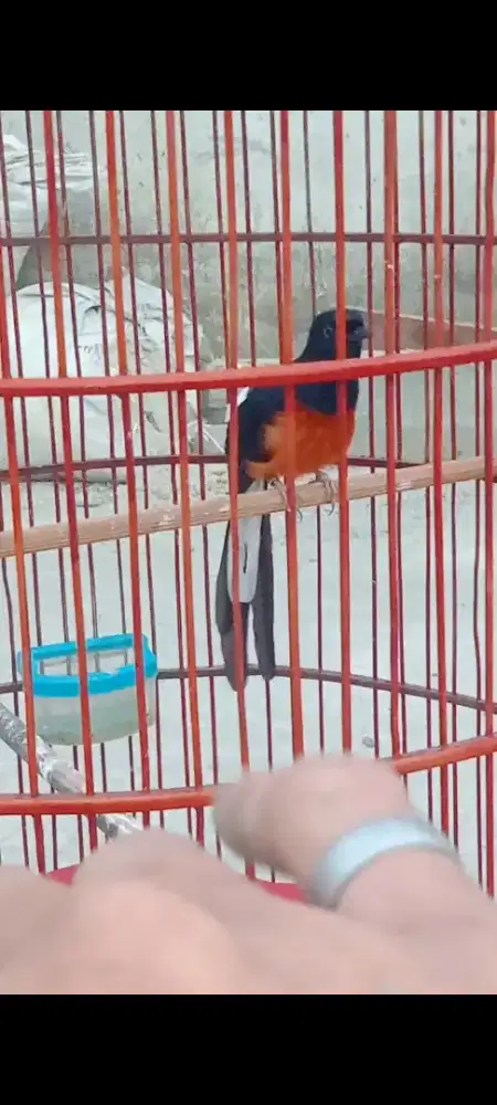 Jual burung murai batu pastol edisi BU