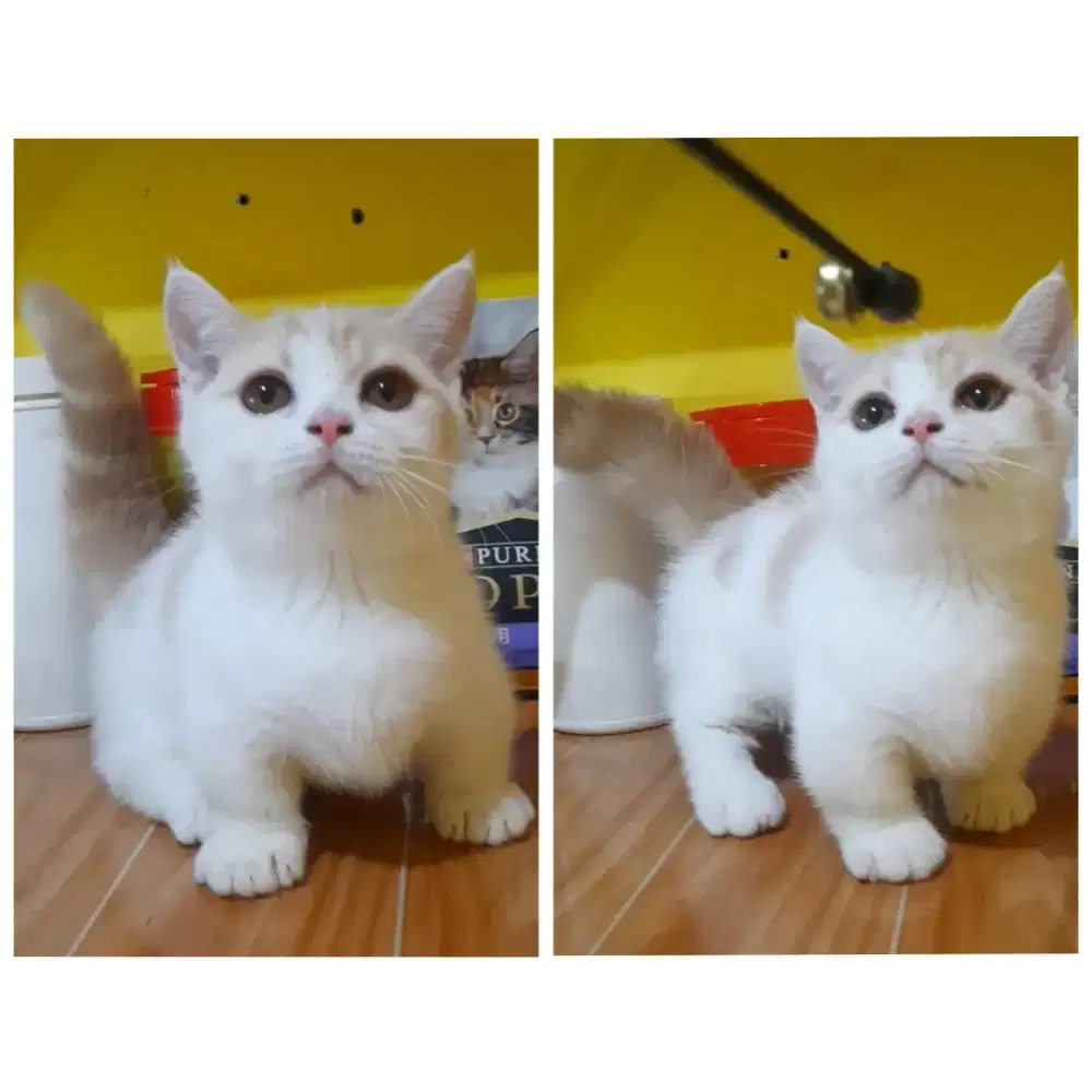 Kitten
munchkin bsh
Jantan
Body gembul padet