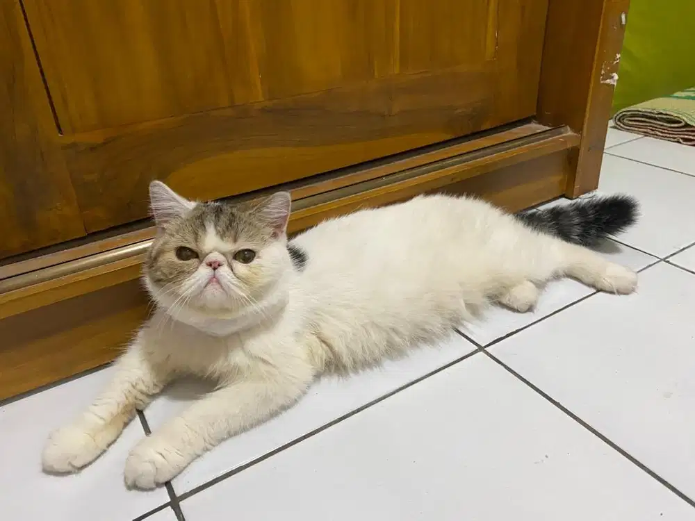 LA peaknose exco Jantan shorthair