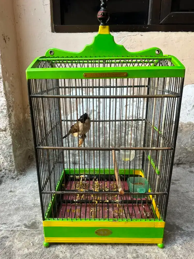 Burung kutilang & kepodang