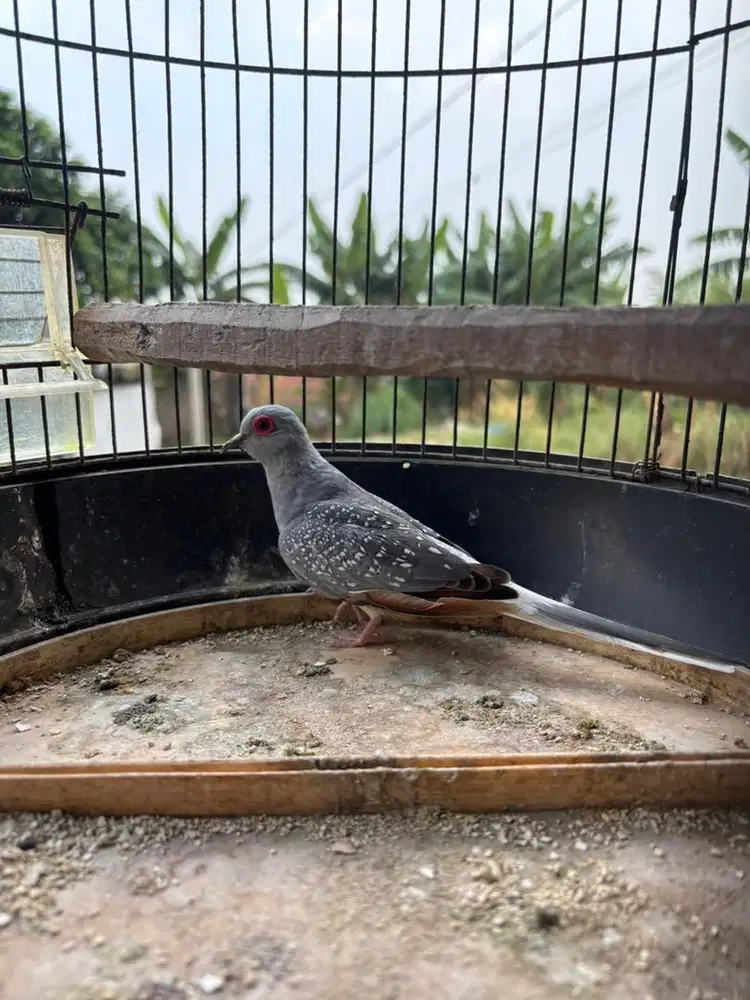 Perkutut Australia / Diamond Dove