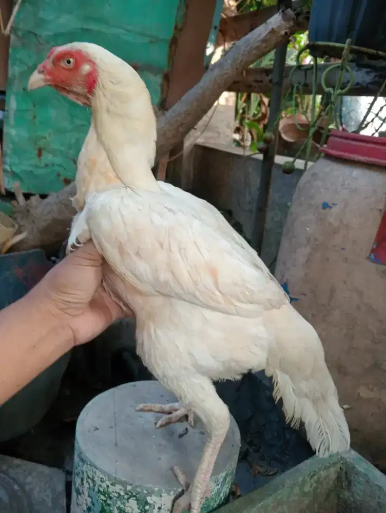 Ayam Bangkok ORI betina