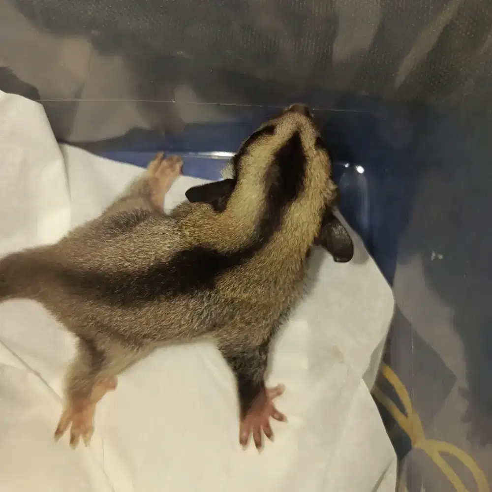 SUGAR GLIDER NEW BORN