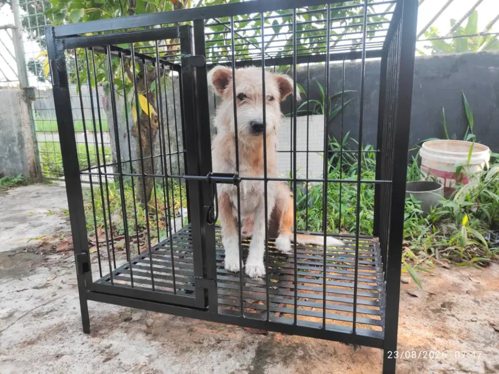 Kandang Anjing Ras Kecil baru