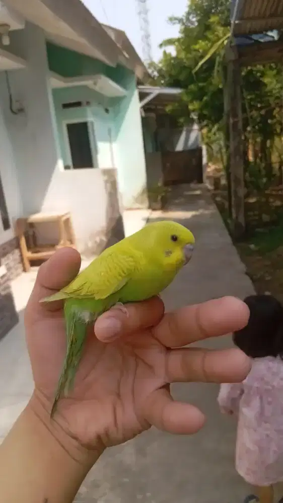 Burung Parkit Lokal Jinak