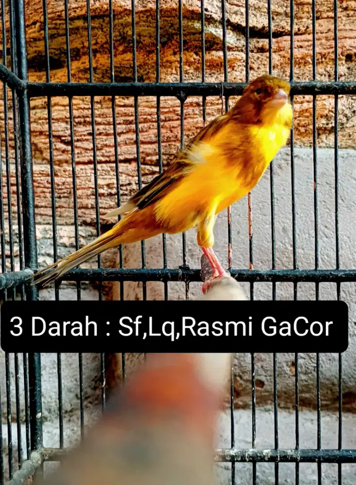 Kenari 3 darah Sf,Lq,Rasmi Gacor