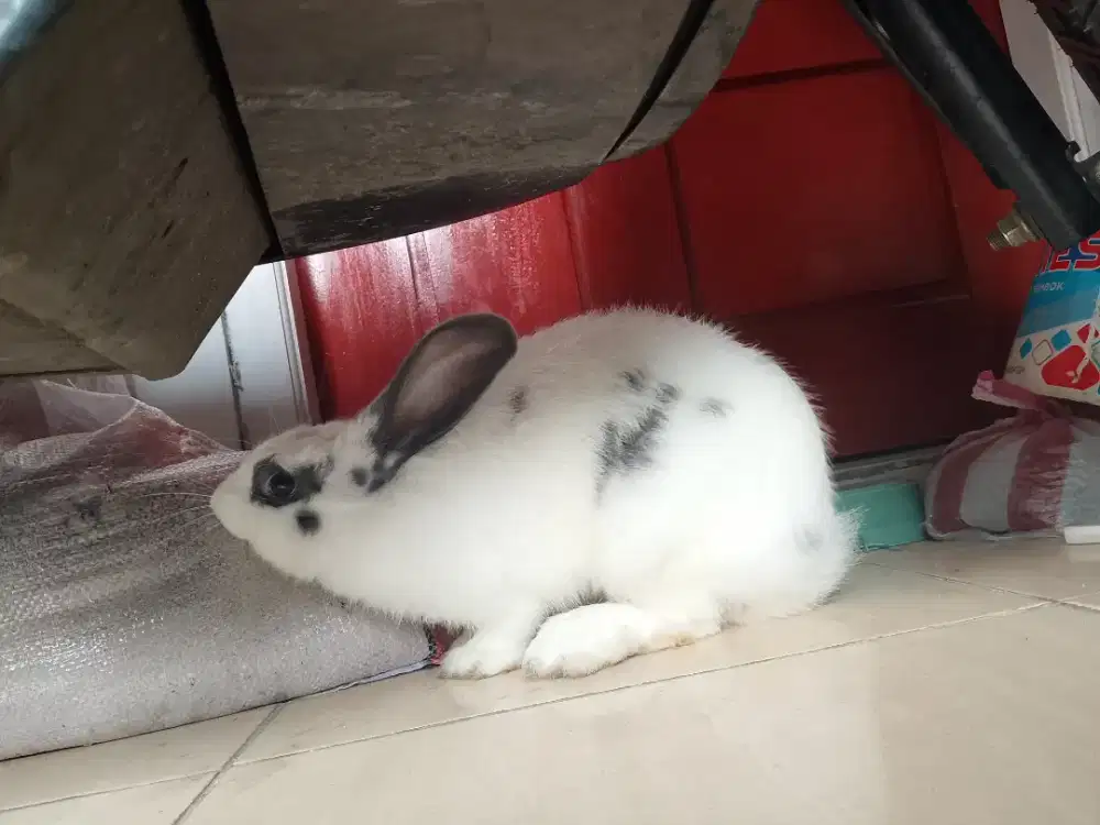 Jual butuh hewan kelinci ras rex
