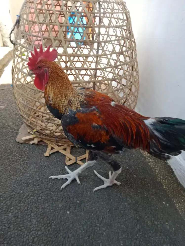 Jual ayam pelung buik