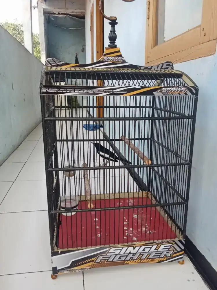 Jual atau nyari kembalian dari kenari