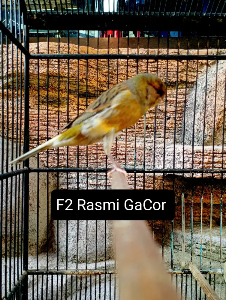 Kenari F2 Rasmi Gacor