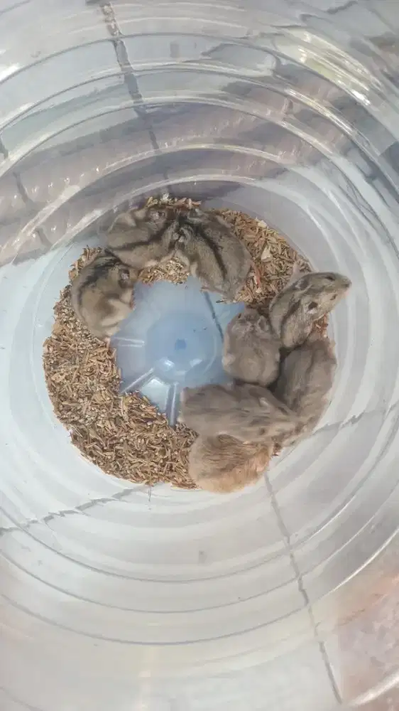 Hamster winter white tiger