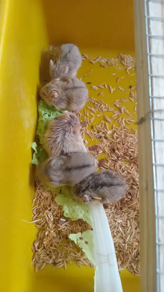Hamster varian cambel