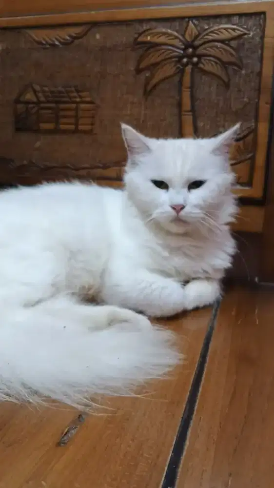BU jual Cepat kucing Persia