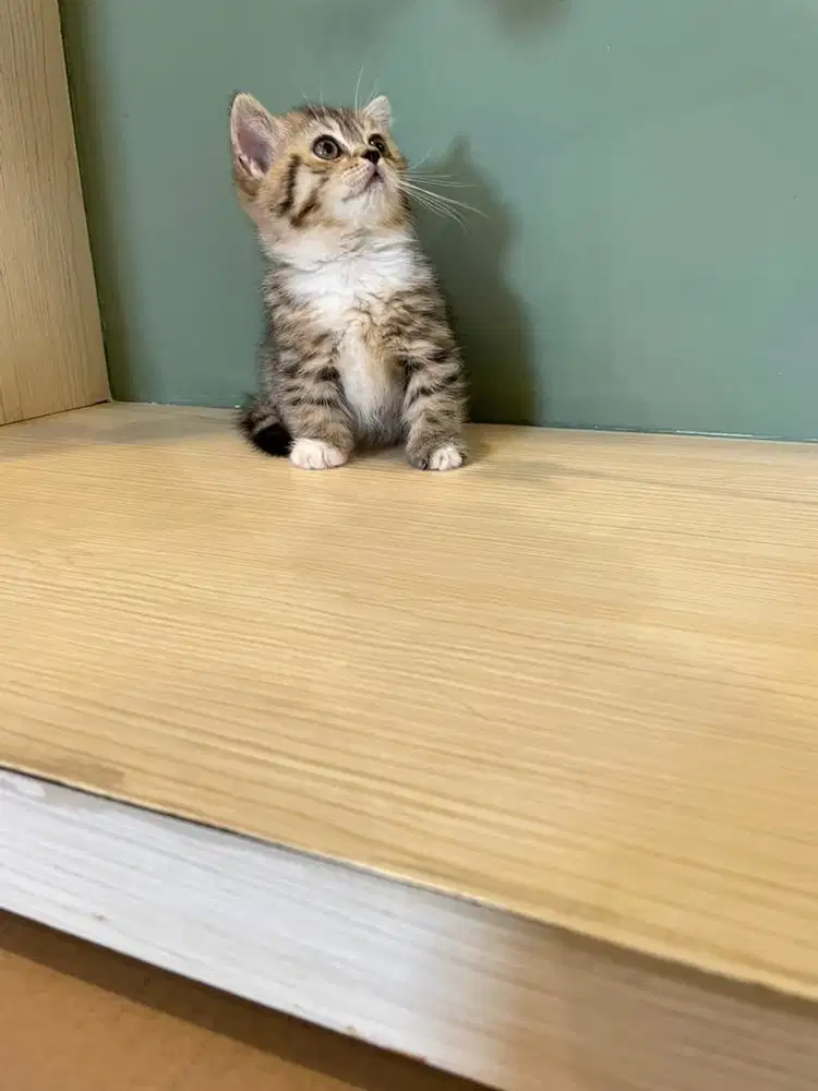 Lepas adopt kitten munchin mix bsh 2 bulan Betina, warna golden tabby