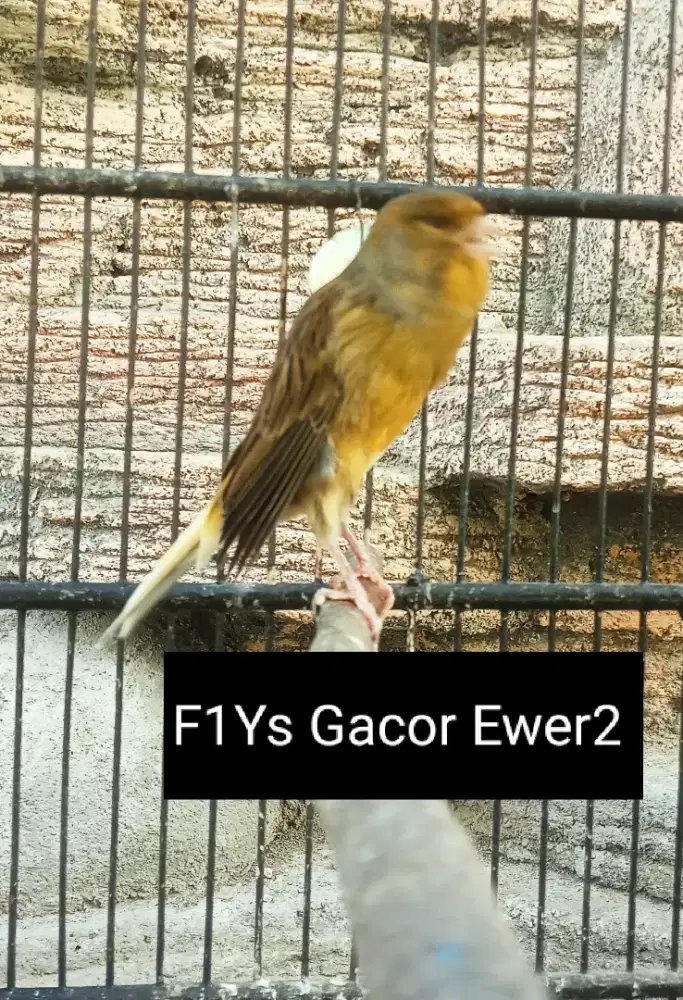 Kenari F1Ys Gacor