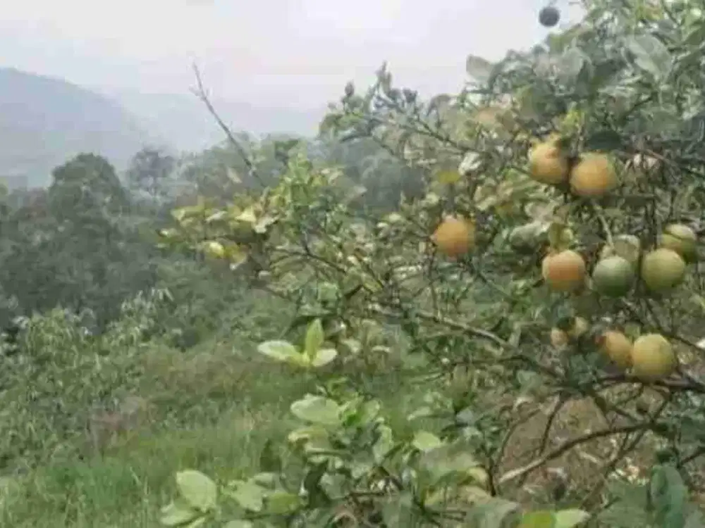 Kebun produktif, kasomalang subang.