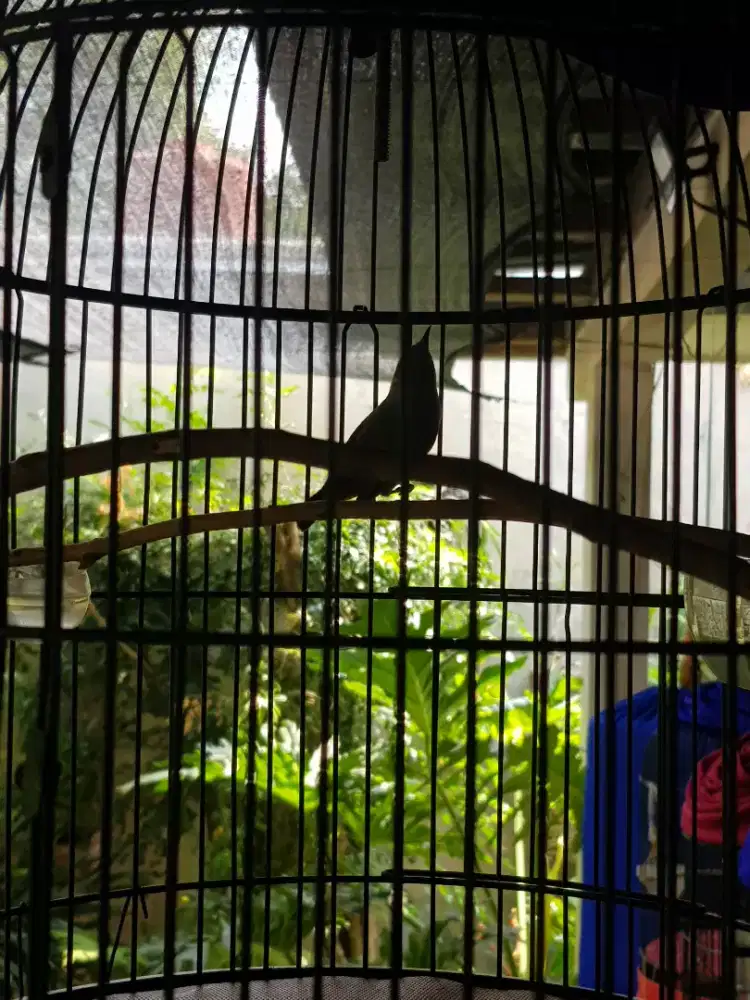 Jual Borongan burung