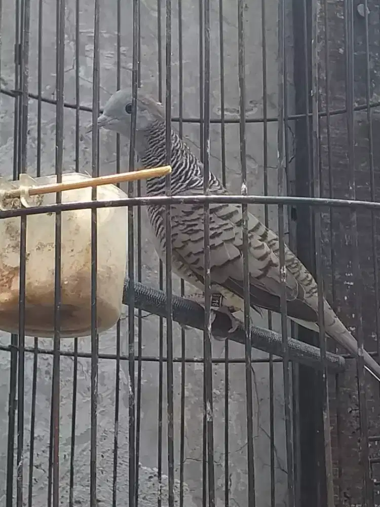 perkutut bangkok mulus