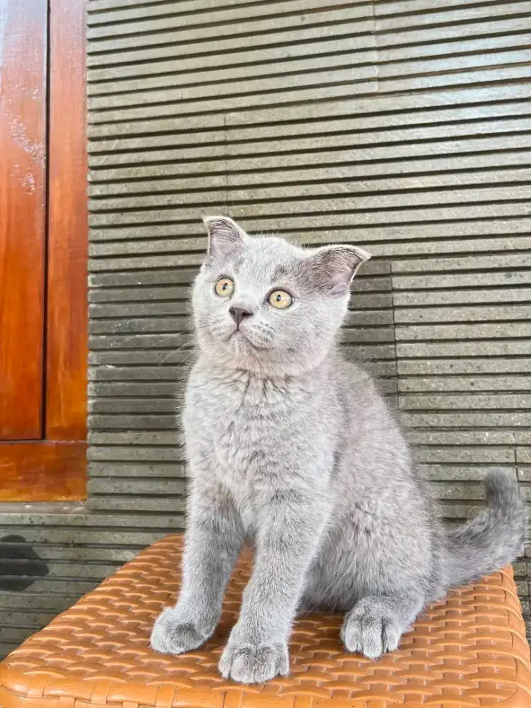 Scottish fold x BSH