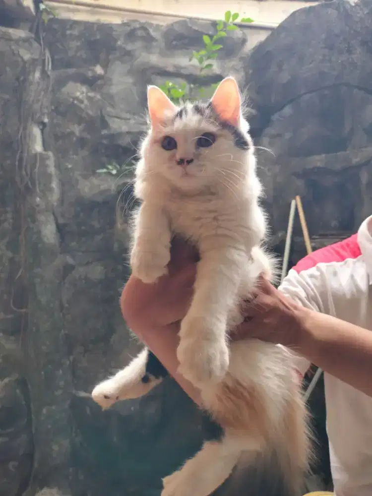 Adopt kucing kitten