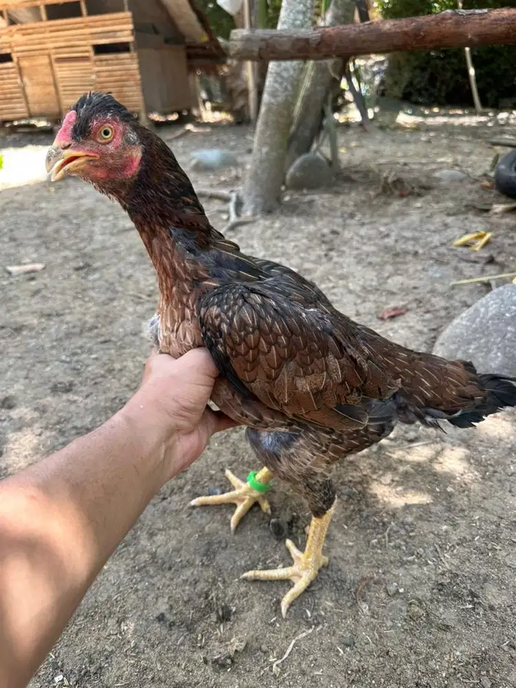Jual ayam sepasang