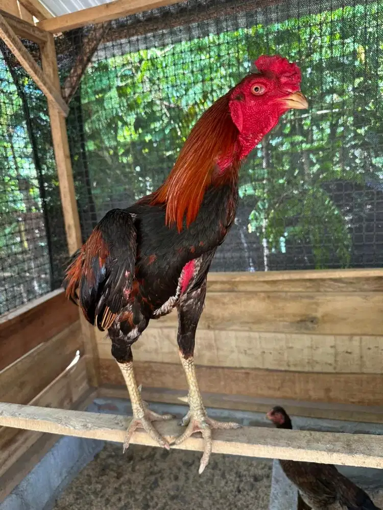 Jual ayam sekandang