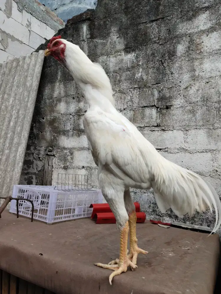 Ayam Shamo Eropa