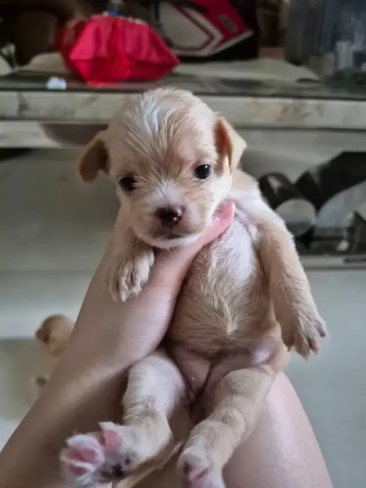 Anak anjing Puppy Maltese poddle