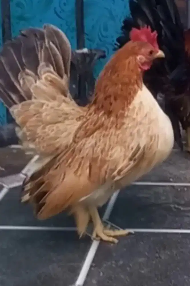 Ayam serama indukan