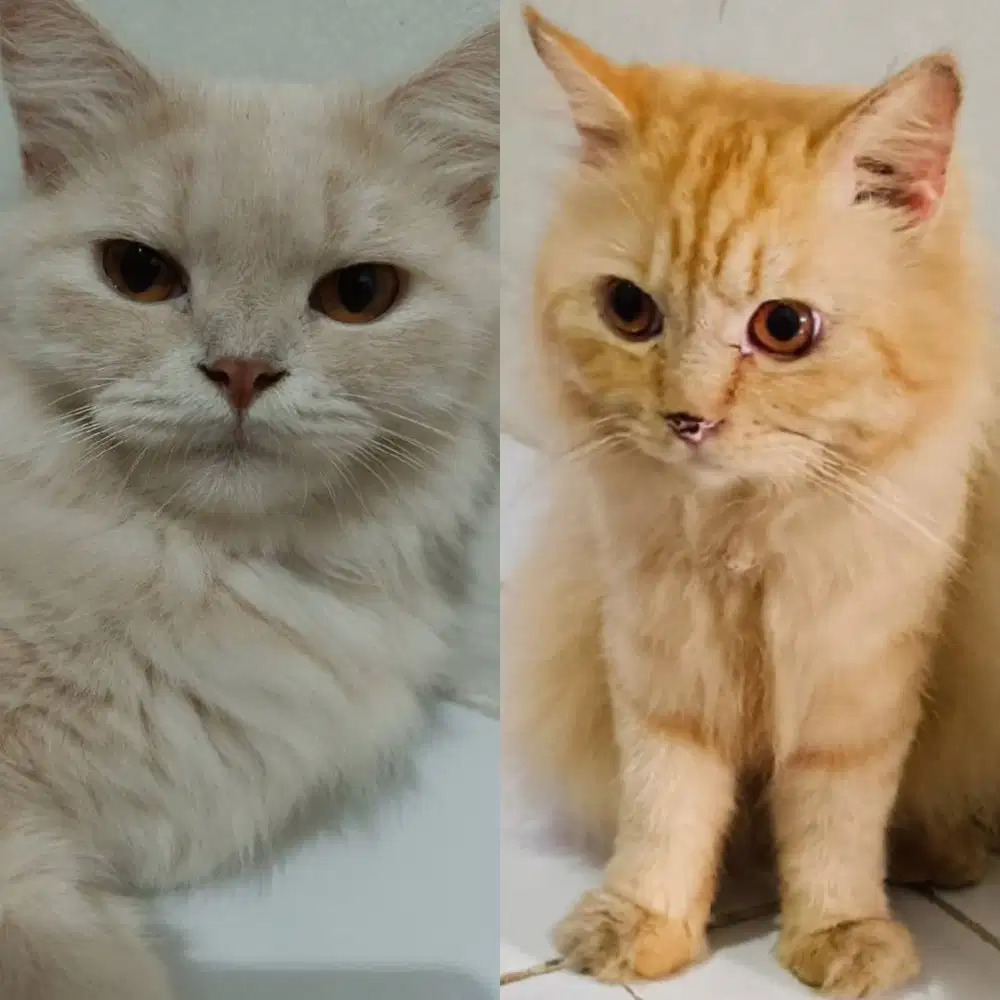 Open adopt Kitten umur 2 bulan