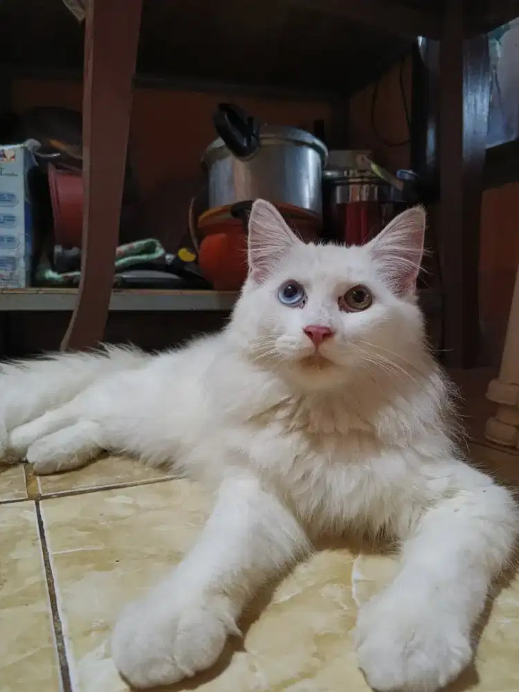 BU jual cepat kucing Persia