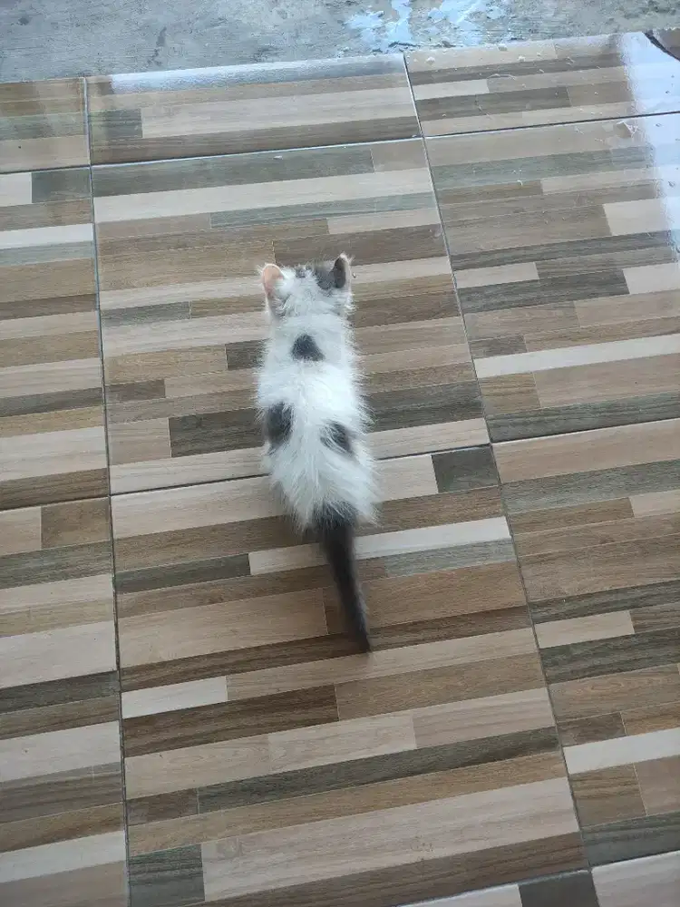 Kiten Curly telinga keriting bagus