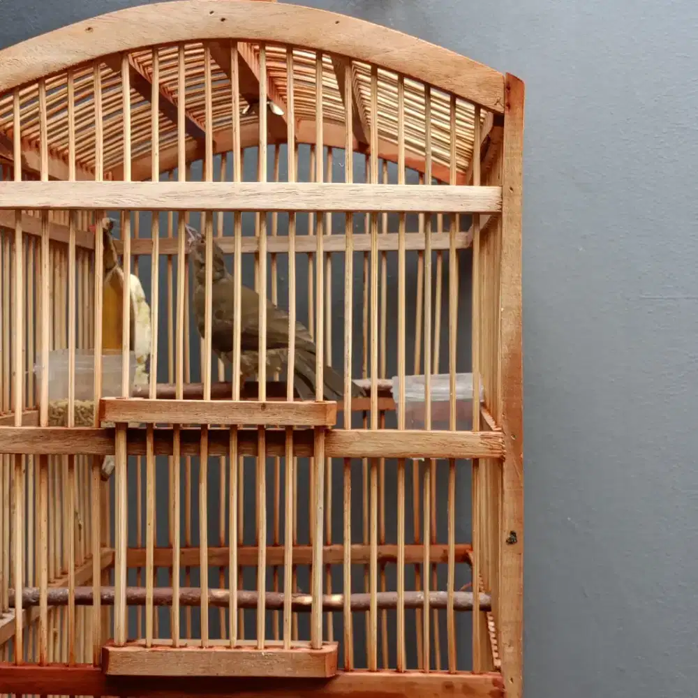 Burung merbah belukar jual fulset