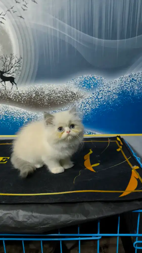 Kucing ragdol lucu