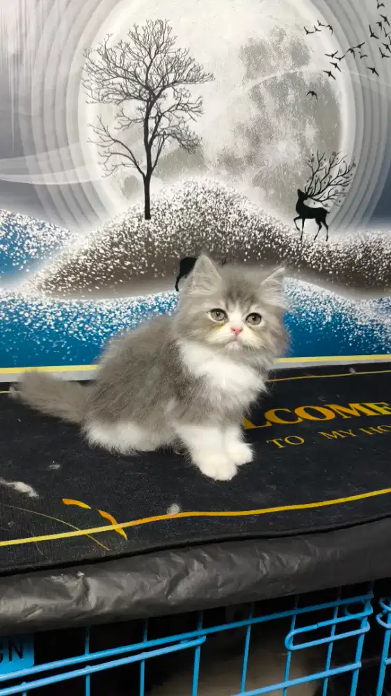 Kucing persia bicolour