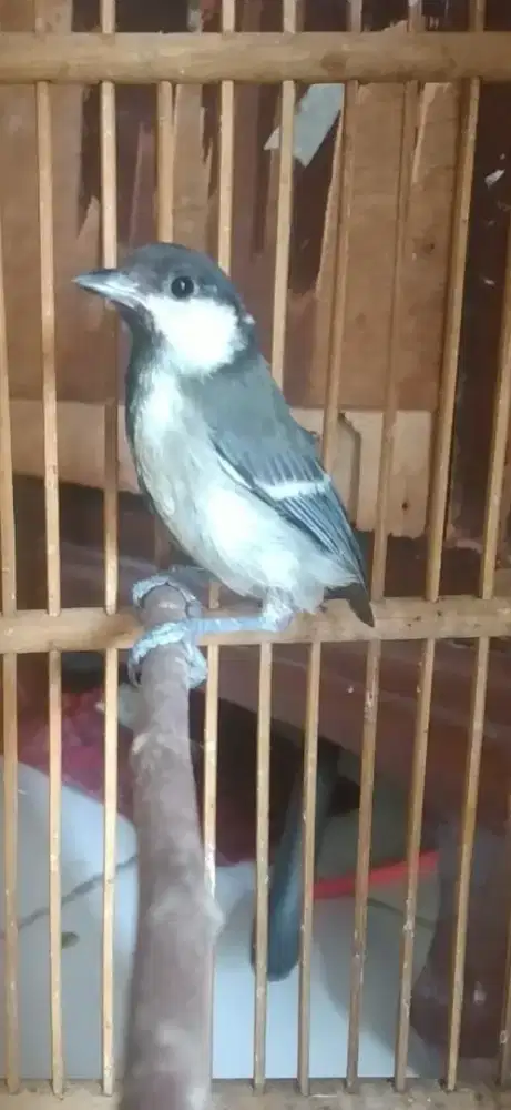 Burung glatik batu gacor