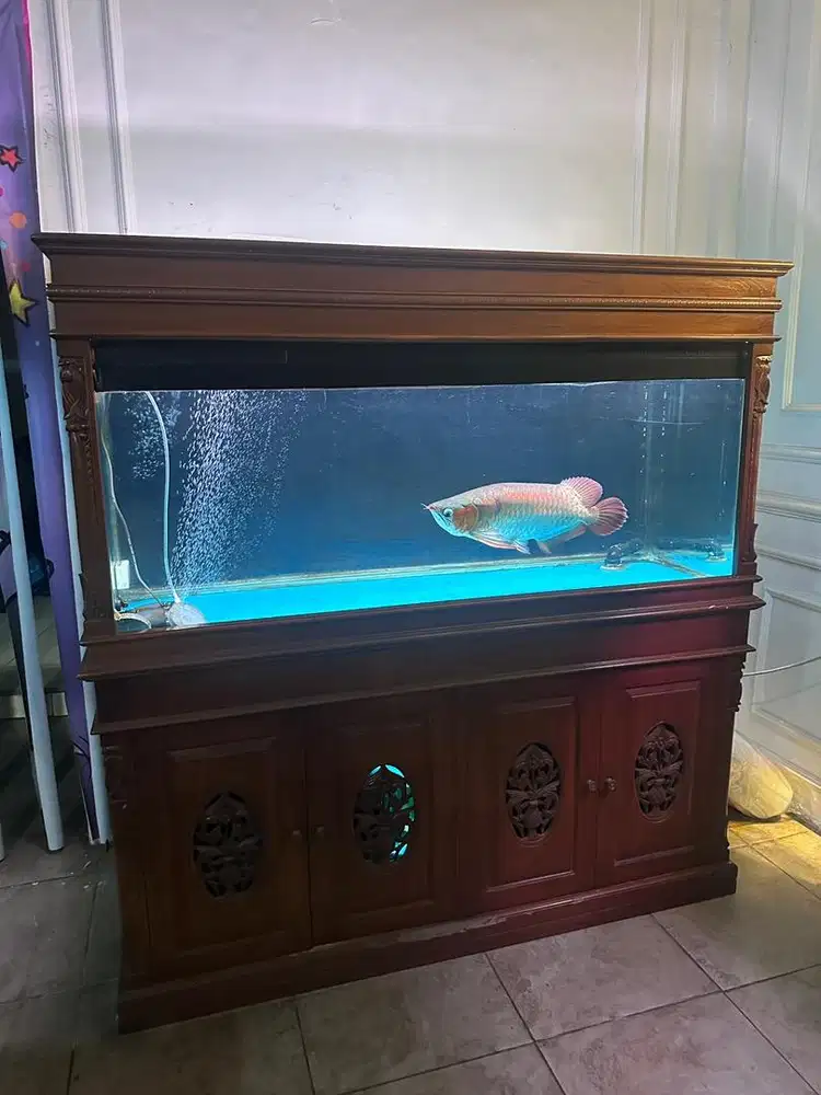Aquarium jati plus arwana