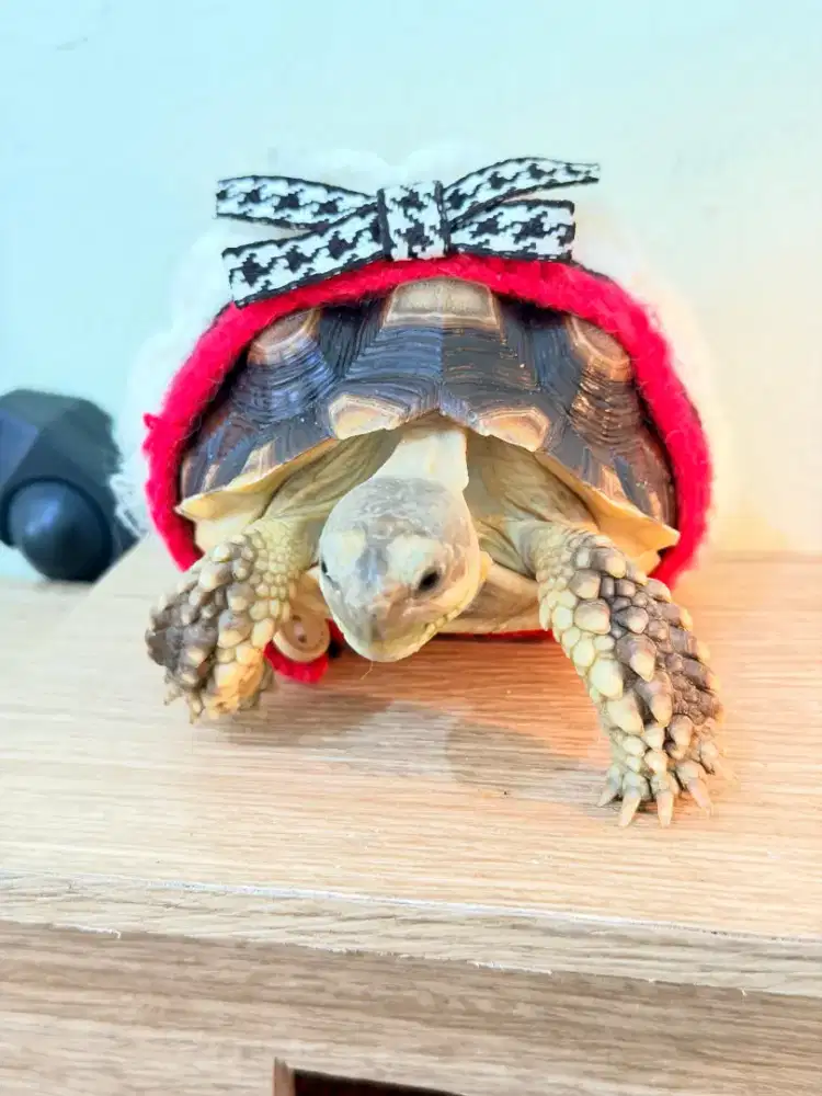 Kura Kura Sulcata Scute Langka 13 Cm