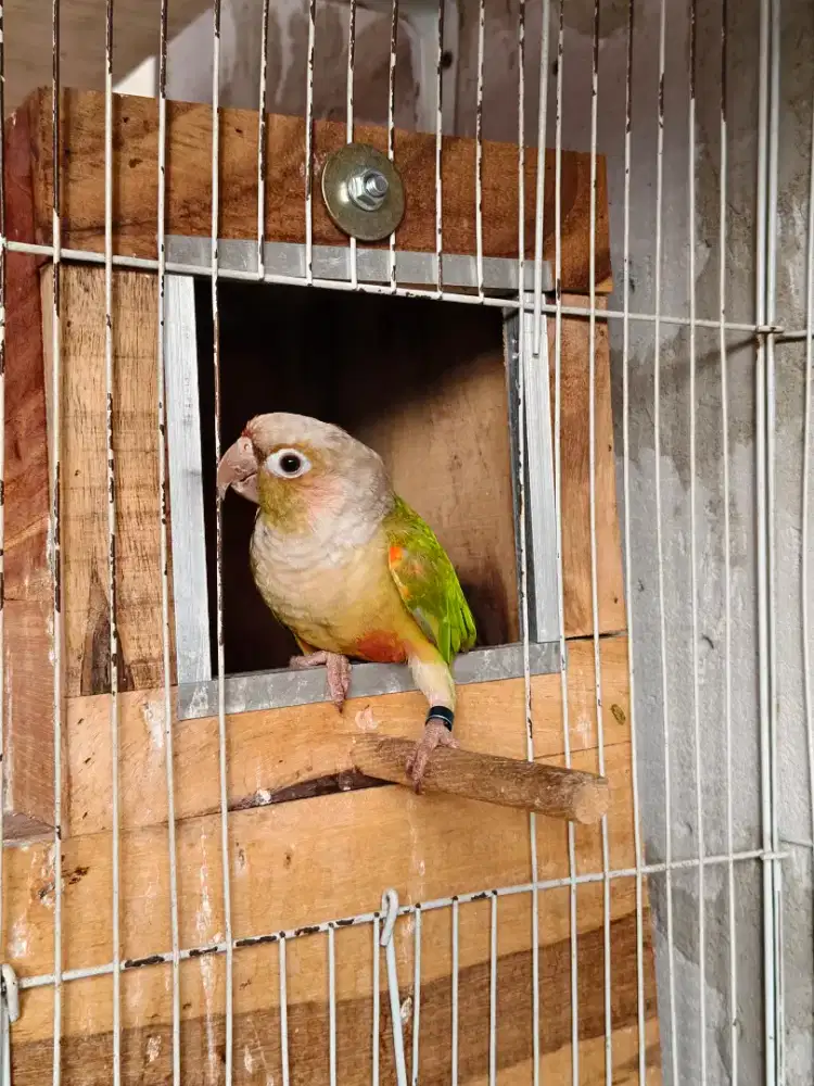 Cinamon conure jantan