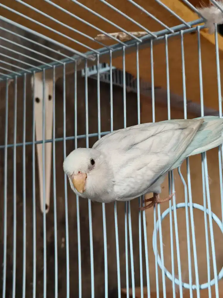 Parrotlet Forpus American White Pacific