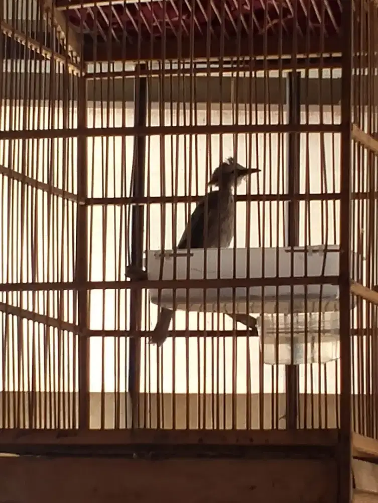 Burung Crucukan/Cerucuk kebo jantan+Kandang