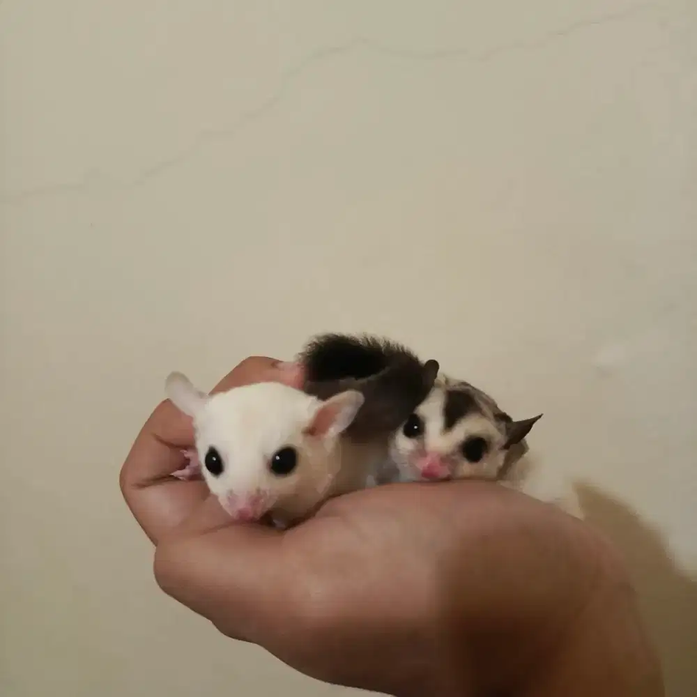 Sugar Glider Joey Leucistic dan White Face het Leucistic + Kandang All